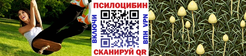 магазин    Кашин  Галлюциногенные грибы прущие грибы 